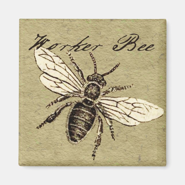 Vintage Worker Bee Insect Illustration Antique Magnet (Front)