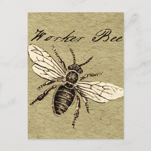 Vintage Worker Bee Insect Illustration Antique Postcard (Front)