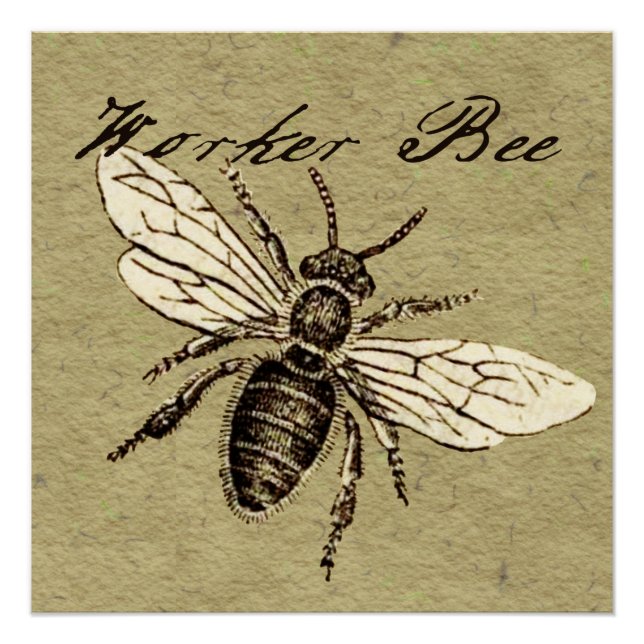 Vintage Worker Bee Insect Illustration Antique Poster (Front)