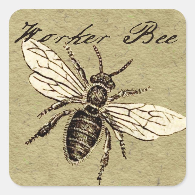 Vintage Worker Bee Insect Illustration Antique Square Sticker (Front)
