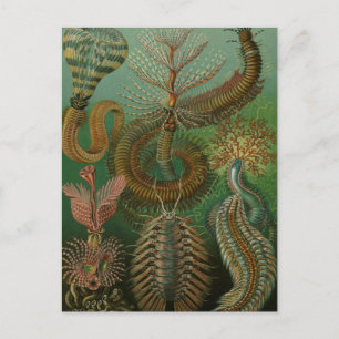 Vintage Worms Annelids Chaetopoda by Ernst Haeckel Postcard