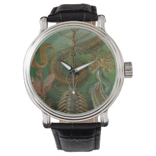 Vintage Worms Annelids Chaetopoda by Ernst Haeckel Watch