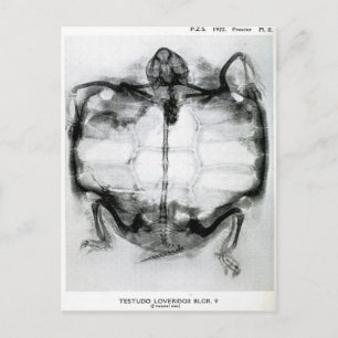 Vintage X-Ray of Turtle Postcard