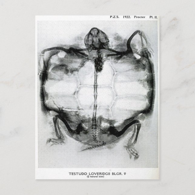 Vintage X-Ray of Turtle Postcard (Front)