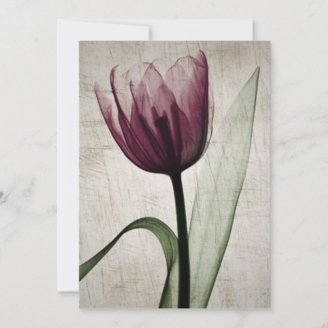 Vintage X-Ray Tulip (Front)