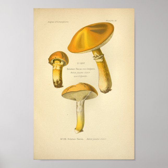 Vintage Yellow Brown Mushrooms Art Print French (Front)