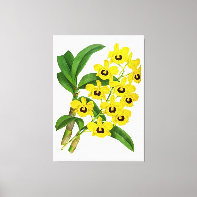 Vintage Yellow Orchid Flower - Canvas Print (Front)