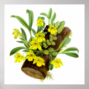 Vintage Yellow Orchid Flower Poster