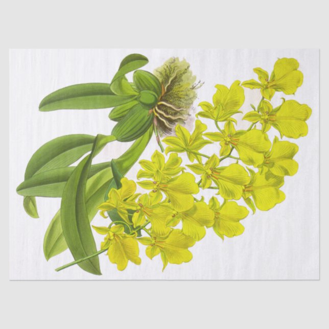 Vintage Yellow Orchid Flower Tissue Paper (Front)
