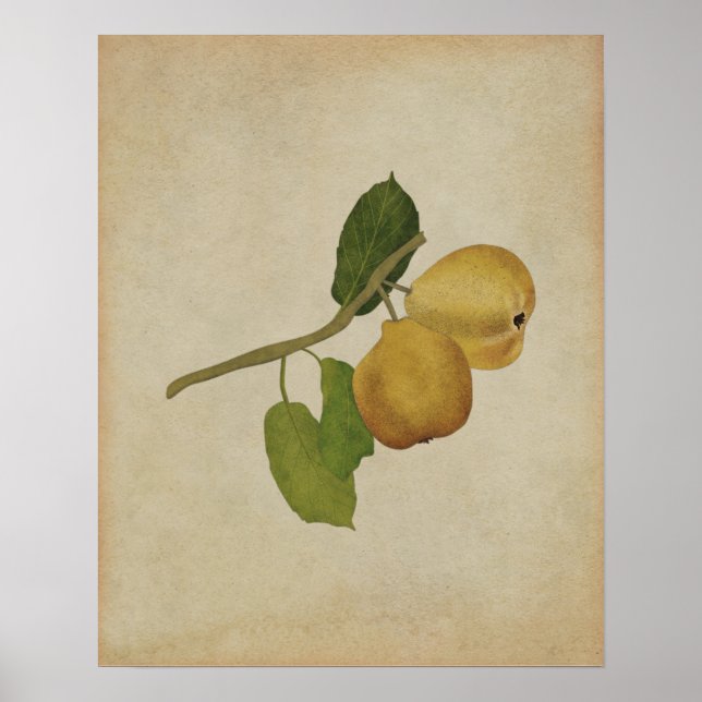 Vintage Yellow Pear Botanical Illustration Poster (Front)