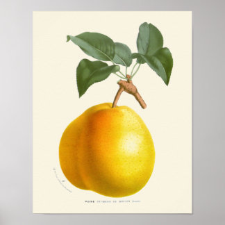 Vintage Yellow Pear Botanical Print