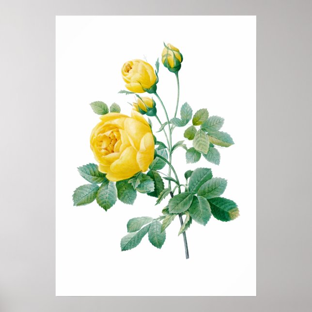 Vintage Yellow Rose Fine art  Poster (Front)