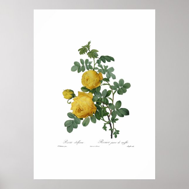Vintage yellow rose painting print (Front)