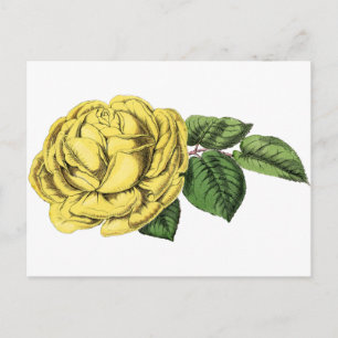 Vintage Yellow Rose Postcard