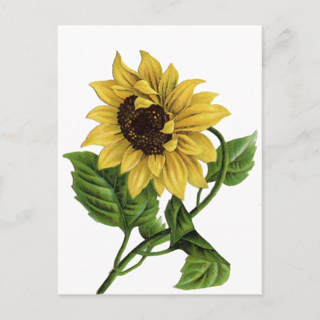 Vintage Yellow Sunflower Blank Floral Postcard (Front)