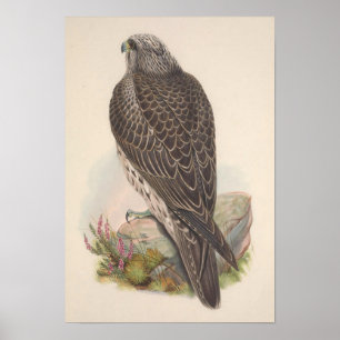 Vintage Young Iceland Falcon Bird Poster