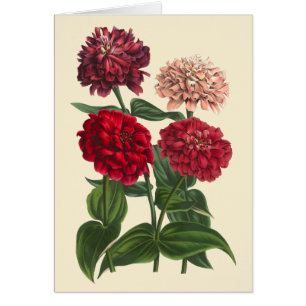 Vintage Zinnias by Louis Benoit van Houtte