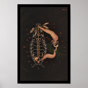 Vintage Zoology Print Cockroach