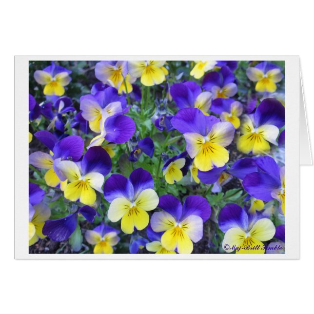 Viola cornuta (Front Horizontal)