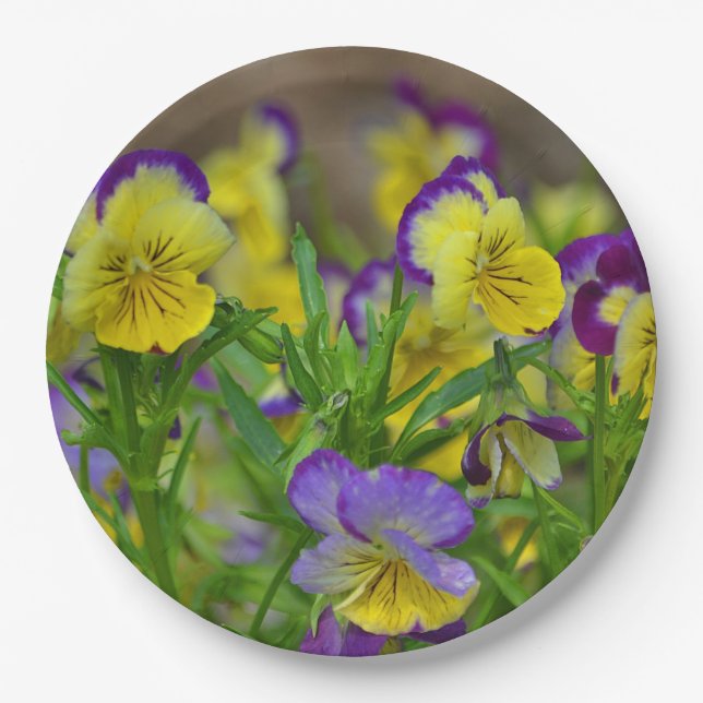 Viola Paper Plate (Front)