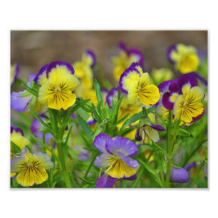 Viola Photo Print
