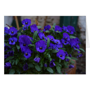 Viola sortrockiana