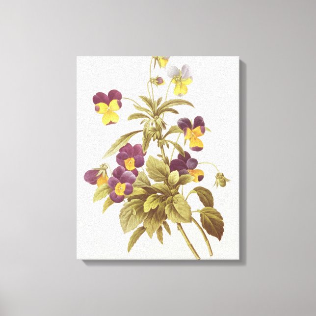Viola Tricolour Canvas Print (Front)