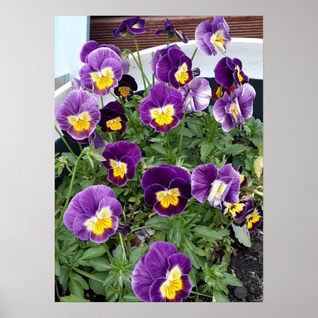 Viola violet Violas Floral Fleur Poster du jardin (Devant)