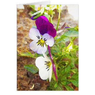 Violas