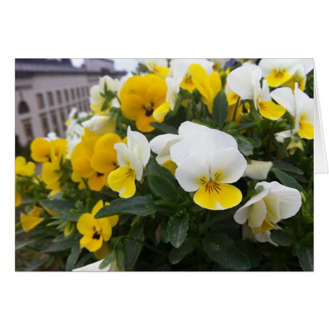 Violas dans le jardin de Villa di Poggio a Caiano (Devant horizontal)