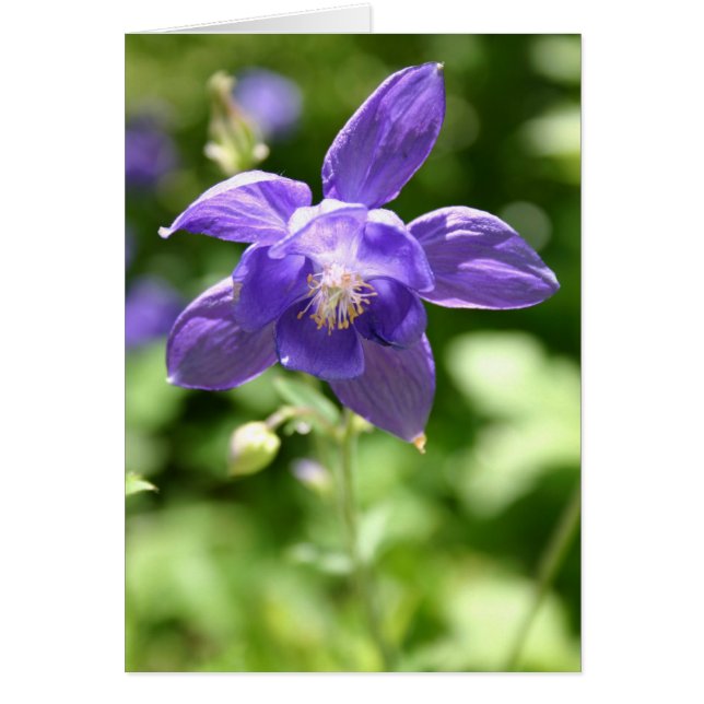 Violet (Devant)