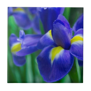 Violet Bearded Iris Tile