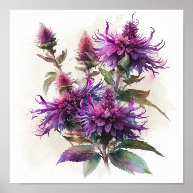 Violet Bee Balm Flower Art Imprimer Poster (Devant)
