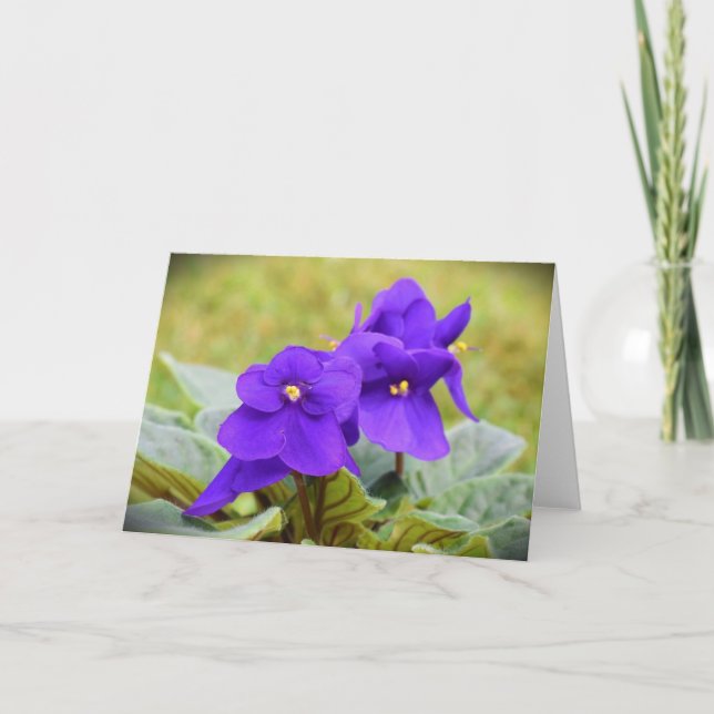 Violet, card (Front)