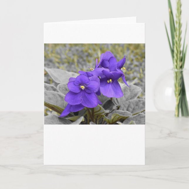 Violet, carte (Devant)