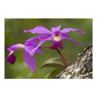 Violet Cattleya Orchid Cattleya violacea)