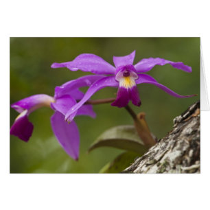 Violet Cattleya Orchid Cattleya violacée)