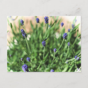 Violet Flowers - Postcard