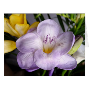 violet freesia