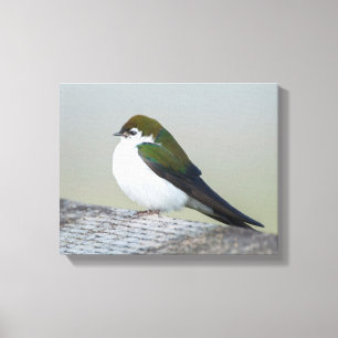 Violet Green Swallow Canvas Print