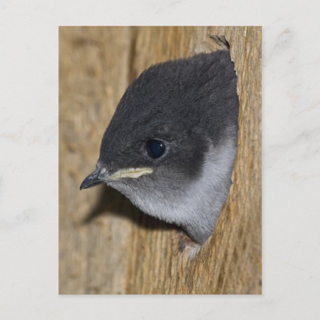 Violet-green Swallow Chick - Postcard (Front)