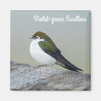 Violet Green Swallow Magnet
