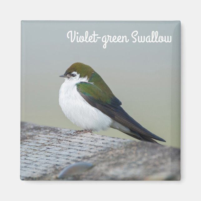 Violet Green Swallow Magnet (Front)