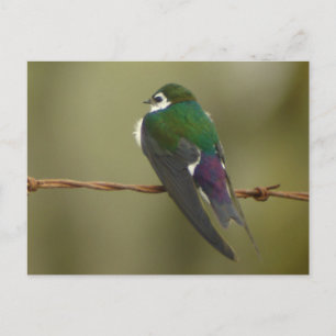 Violet-green Swallow Postcard