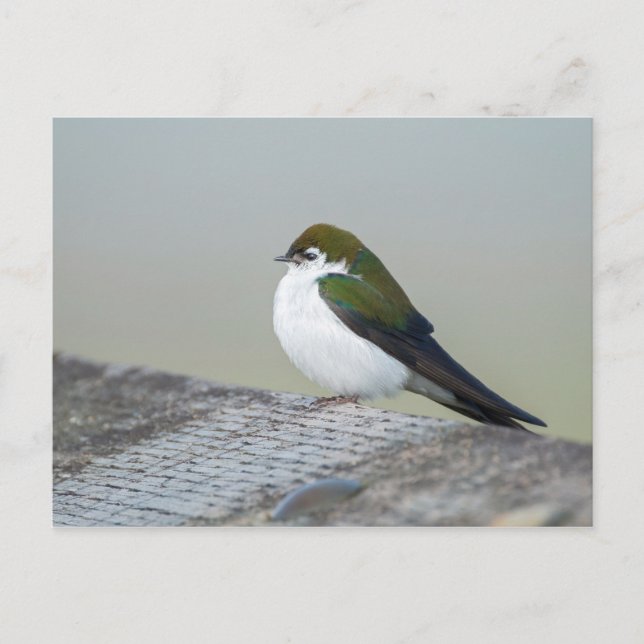 Violet Green Swallow Postcard (Front)
