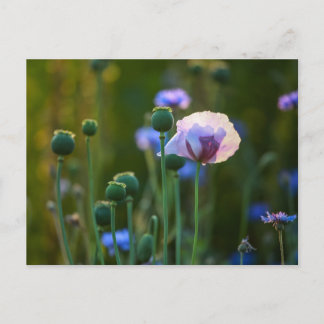 Violet poppy in green grass postcard