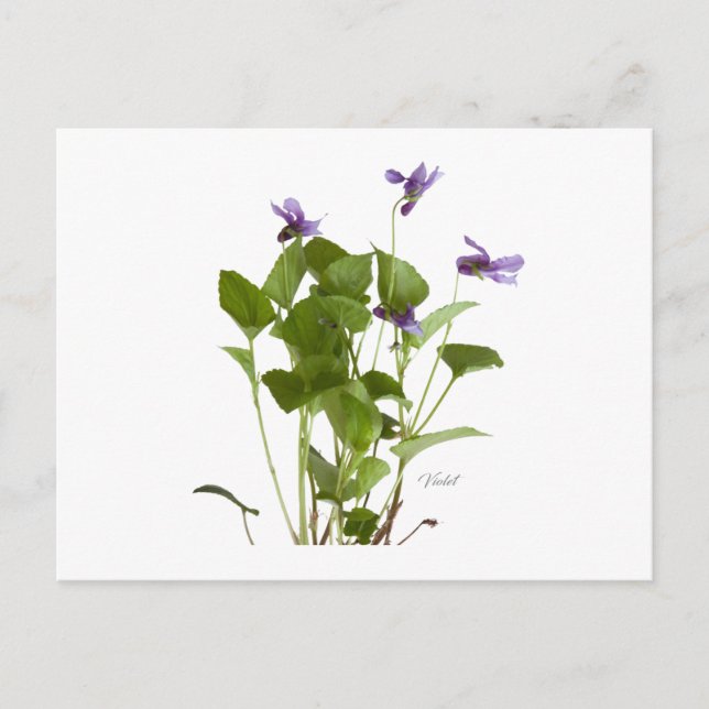 Violet Postcard (Front)