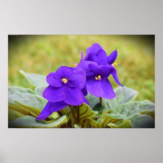 Violet, Poster (Front)