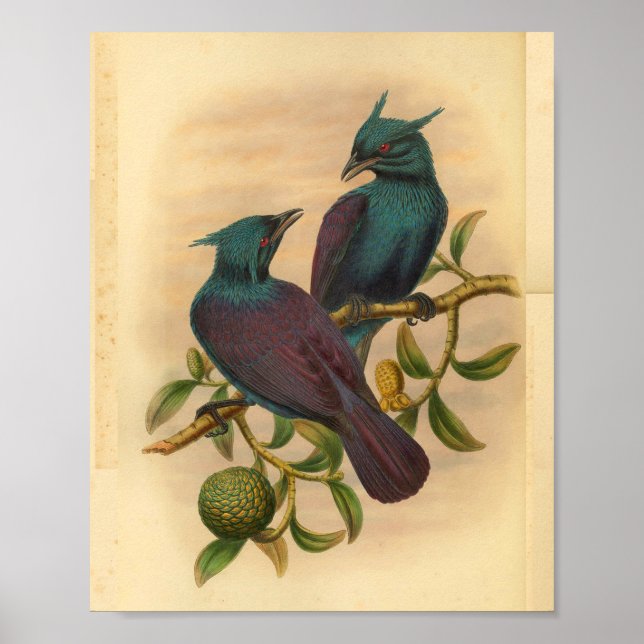 Violet Purple Manucode Vintage Bird Print (Front)