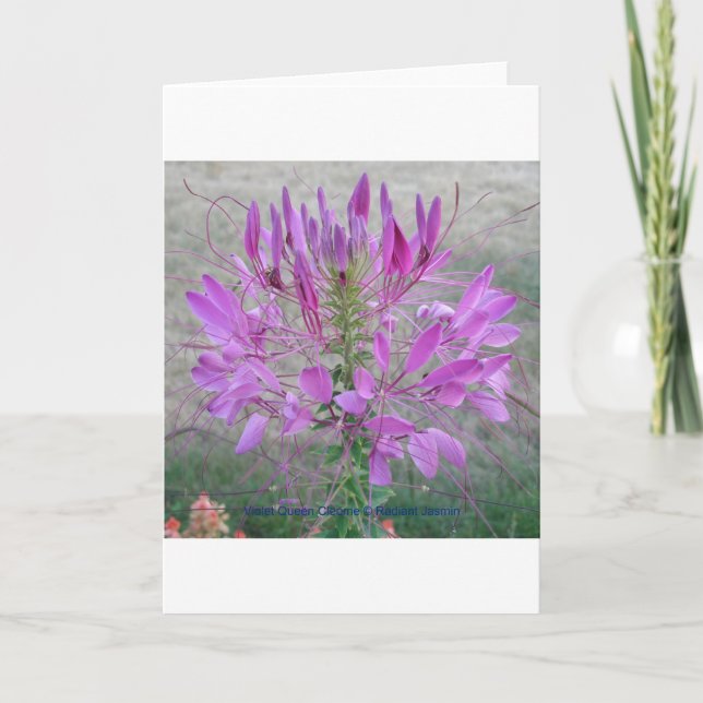 Violet Queen Cleome Card (Front)